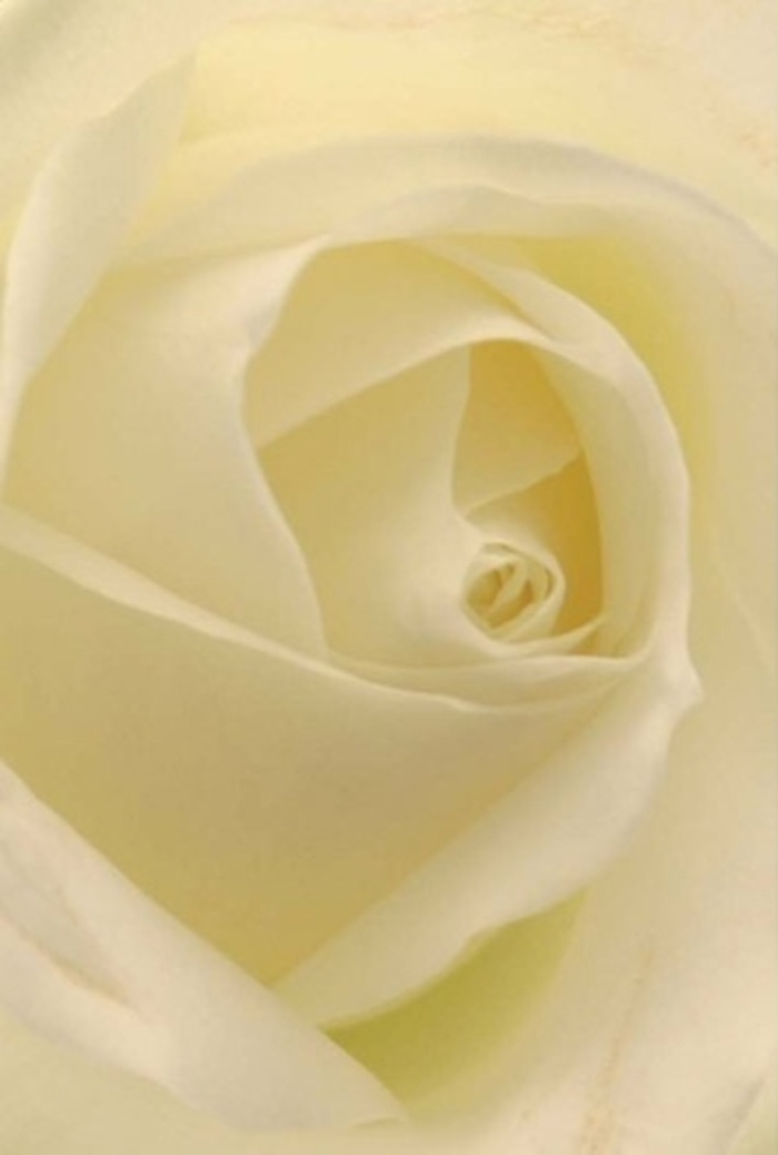 The pristine white rose in focus here is a study in elegance and sophistication, its creamy petals spiraling gracefully towards a near-mathematical centre-a flourish familiar to those who know the meticulous care found at Flowers Leamouth. Each petal's texture is a blend of velvet and matte, highlighted by soft, even light that brings out the bloom's subtle depth and creamy gradients. The play of shadow and near-translucent edges imparts a sense of tranquility, as if the rose is aglow from within, echoing the gentle stillness before daybreak along the river. This rose is an ideal choice for meaningful occasions throughout Leamouth-be it to express sincere apologies, elevate a wedding table, or honour a loved one's memory. The outermost petals are beautifully arranged, their barely-there translucence mirroring the fog that sometimes rolls in from the Thames, and their flawless positioning attests to the expert hands at Flowers Leamouth. The suggestion of a soft, sweet floral fragrance rounds out the image, offering a feeling of comfort and reassurance for any event or heartfelt delivery near the waterside.